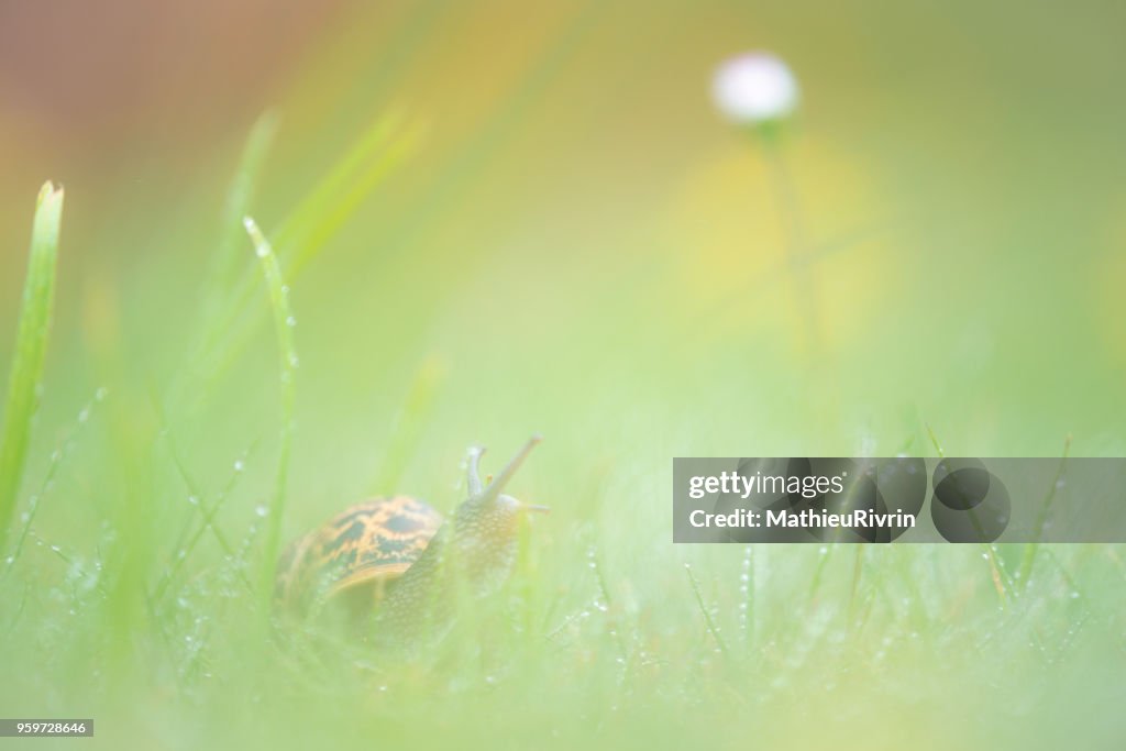 Microcosmos, macrophotography of snail and flowers