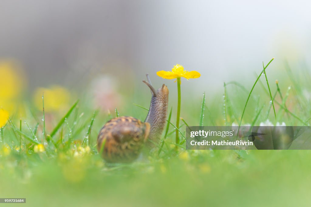 Microcosmos, macrophotography of snail and flowers