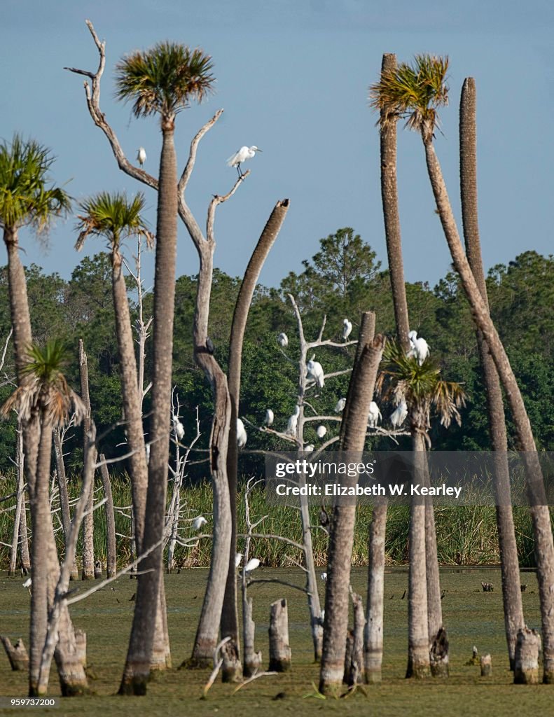 Tall Trees with Many Perched Birds