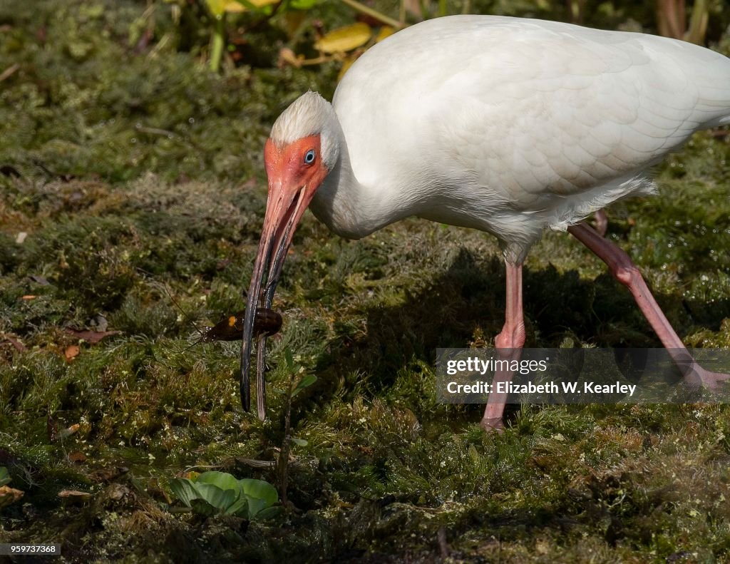 White Ibis with Crawfish in its Mouth