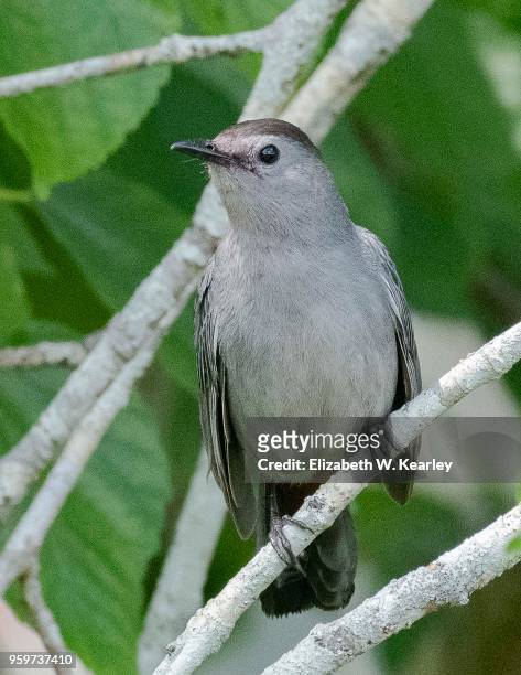 gray catbird - gray catbird stock pictures, royalty-free photos & images