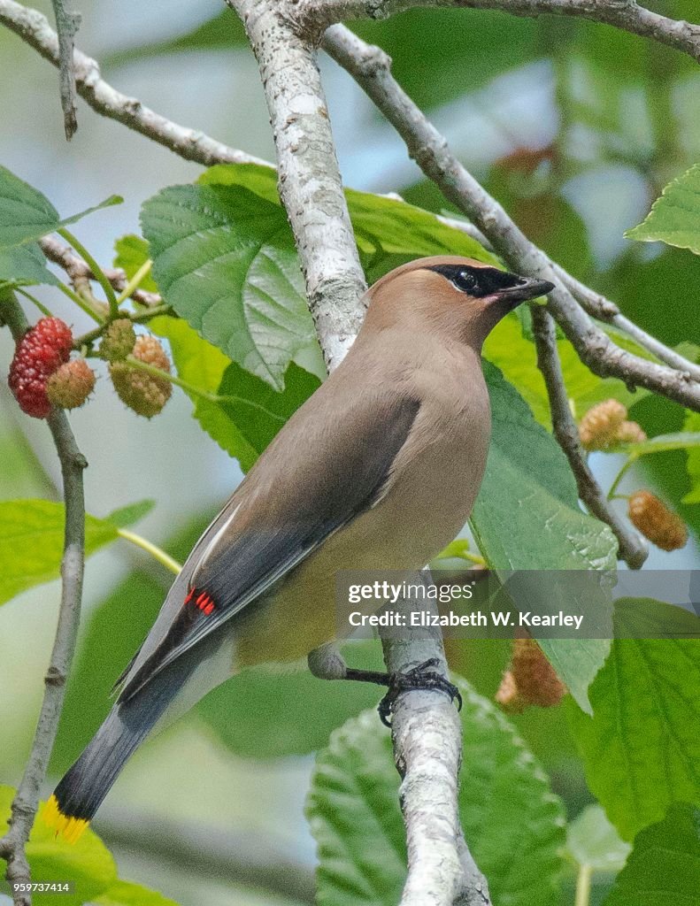 Cedar Waxwing in a Mulberry Tree