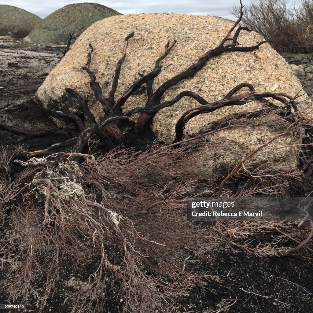 Burned roots on granite boulder in Parque Natural da Serra da Estrela, Portugal