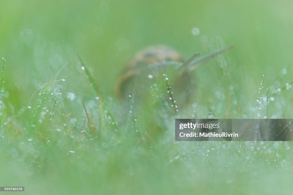 Microcosmos, macrophotography of snail and flowers