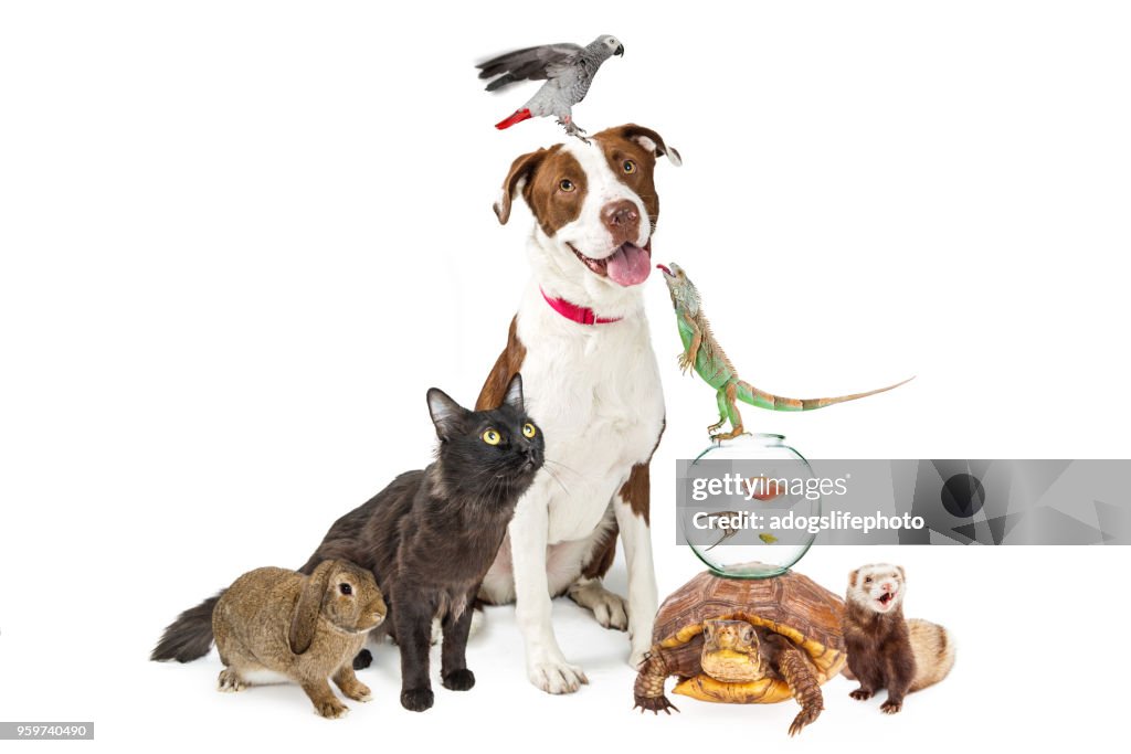 Domestic Pets Group Together With Copy Space