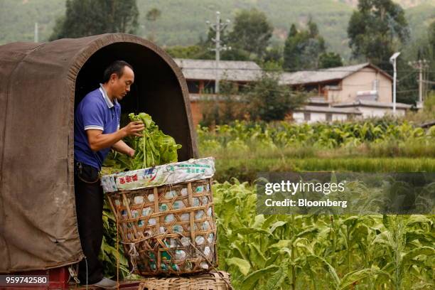 Man stands on the tailgate of a truck whilst parked on the edge of the tobacco plantation and inspects a bunch of green leaves picked during the...