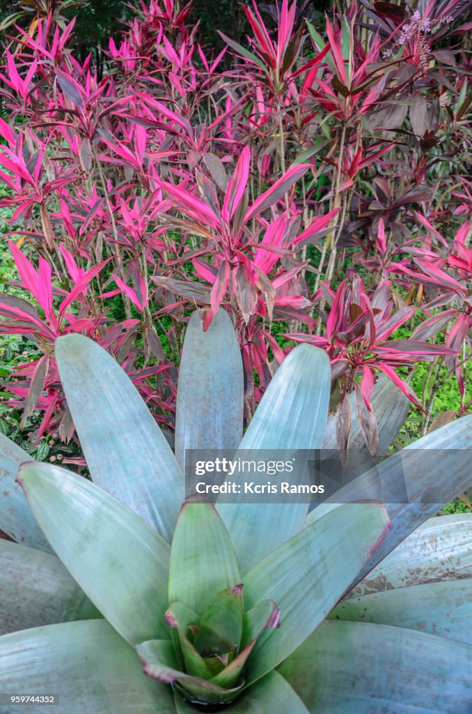High resolution photo free of people, Herbaceous, belongs to the family of Bromeliaceas, but known as bromeliad