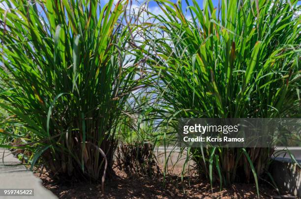 lemongrass is a herbaceous plant of the poaceae family, native to the tropical regions of asia, especially india. it grows in a cluster of shoots (plant cespitosa), propagating by stolons (hence called estolonífera), which present linear-lanceolate amplex - lemongrass stockfoto's en -beelden