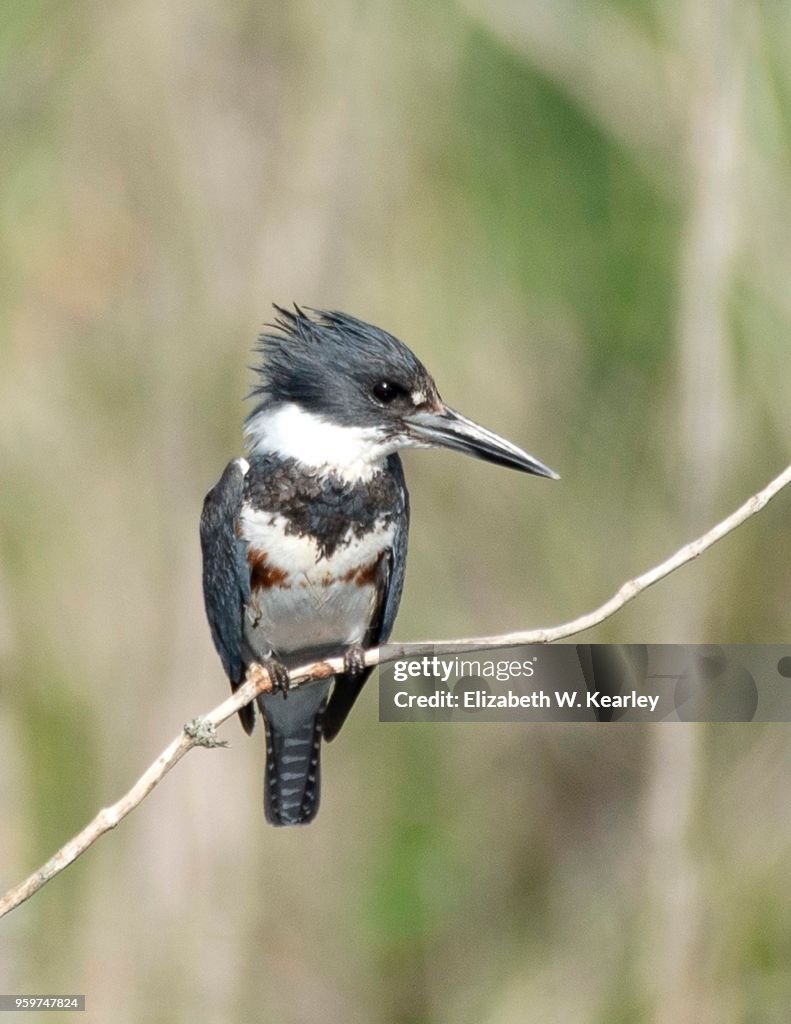 Belted Kingfisher