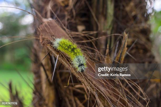 close up. saturniidae. dirphia sp. yellow taturana. do not touch, your bristles are stinging and cause burns. - folha stock pictures, royalty-free photos & images