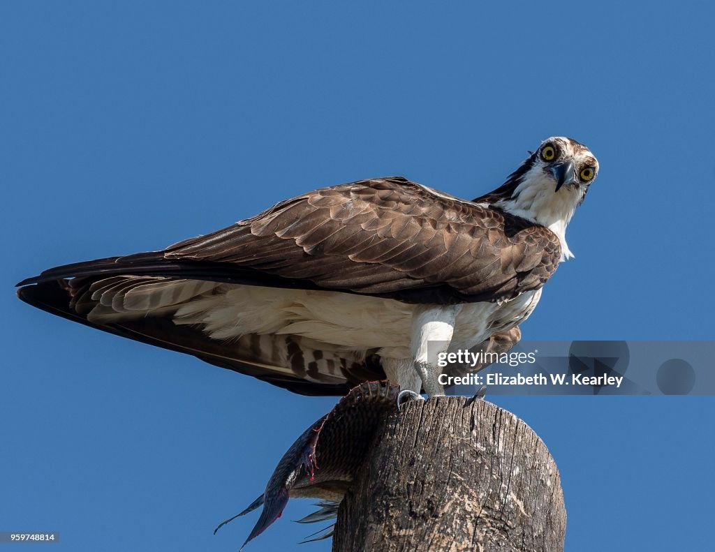 Osprey With Fish on Top of Telephone Pole