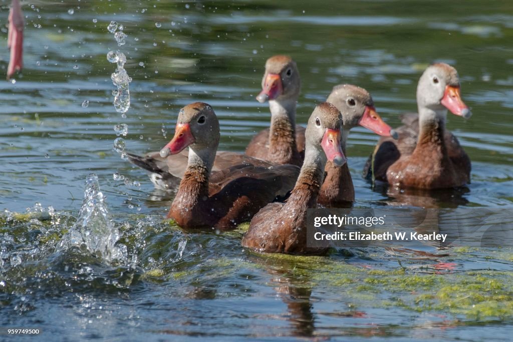 Black Bellied Whistling Ducks