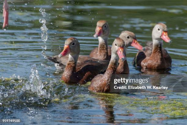 black bellied whistling ducks - dendrocygna stock pictures, royalty-free photos & images