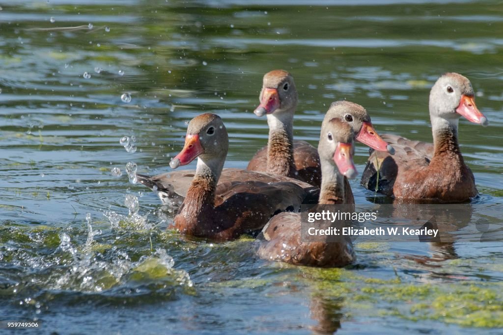 Black Bellied Whistling Ducks