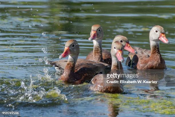 black bellied whistling ducks - dendrocygna stock pictures, royalty-free photos & images