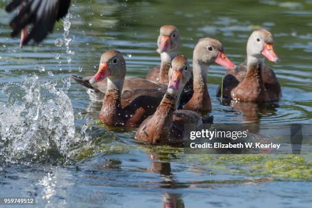 flock of black bellied whistling ducks - dendrocygna stock pictures, royalty-free photos & images