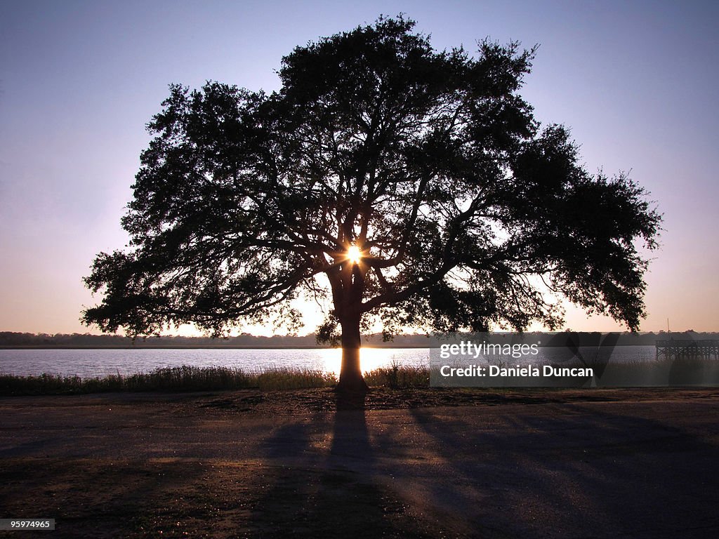 Lone tree in the sunset