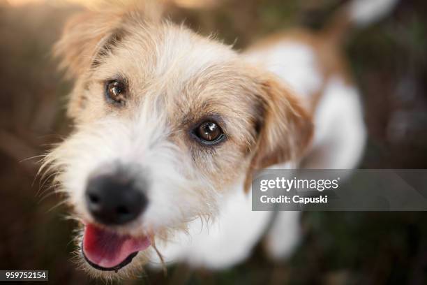 happy dog playing - mixed breed dog stock pictures, royalty-free photos & images