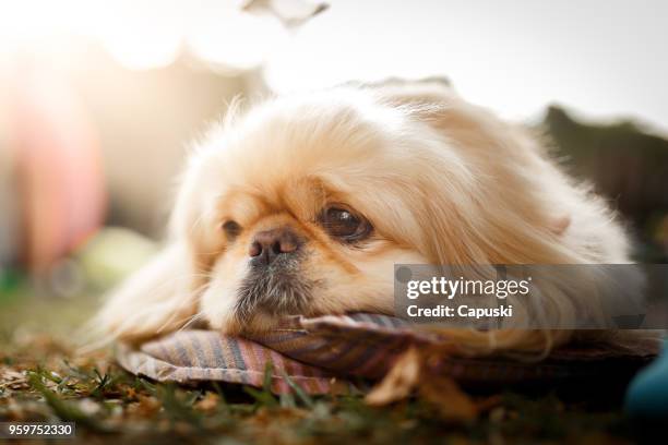 hund festlegung - pekingese stock-fotos und bilder