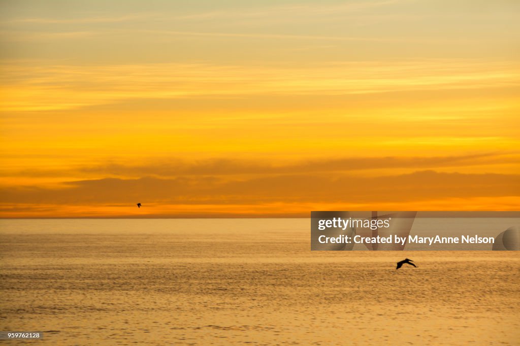 Two Birds in Yellow-Orange Sunset with Water