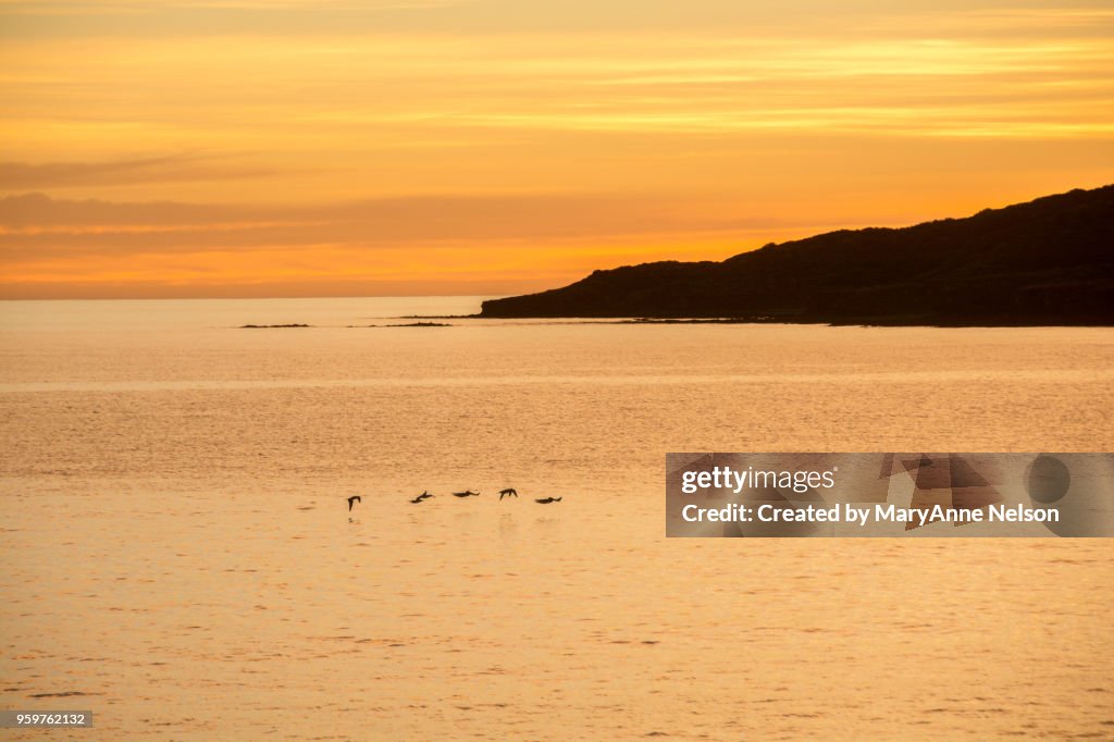 Five Birds, Land and Orange Sunset over Water