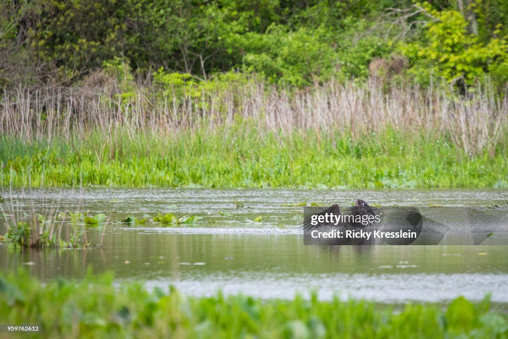 Osprey Submerged