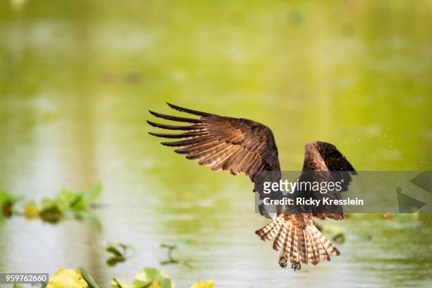 osprey hovering over water - ricky kresslein stock-fotos und bilder