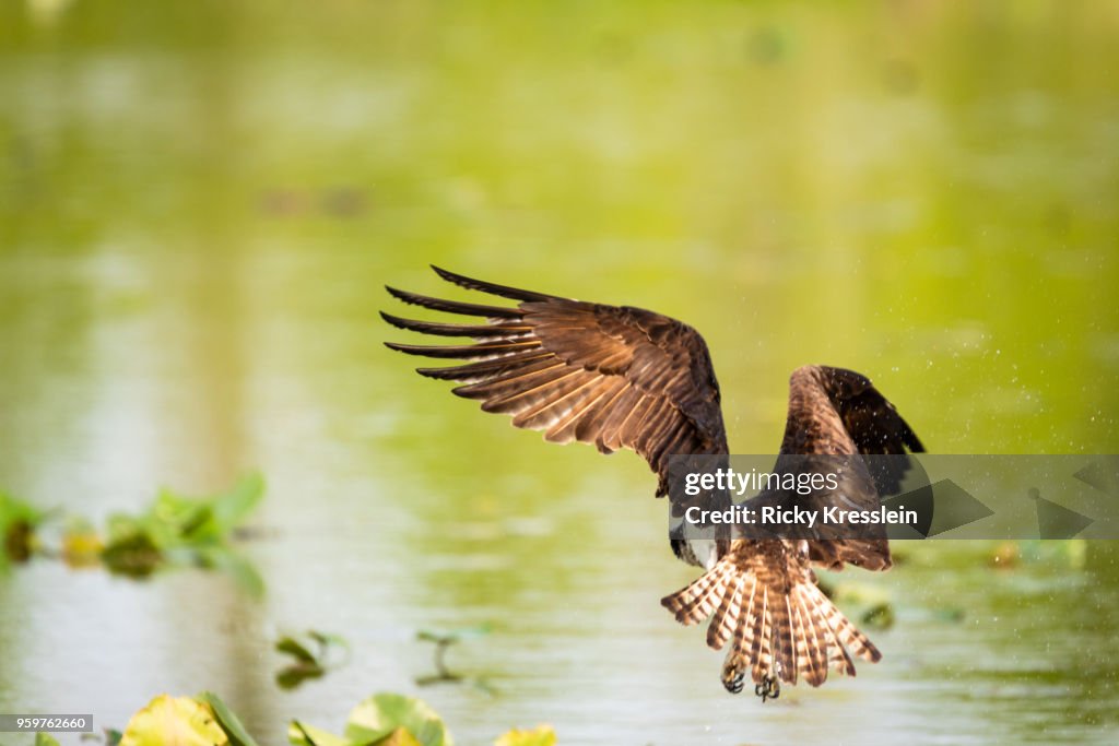 Osprey Hovering Over Water