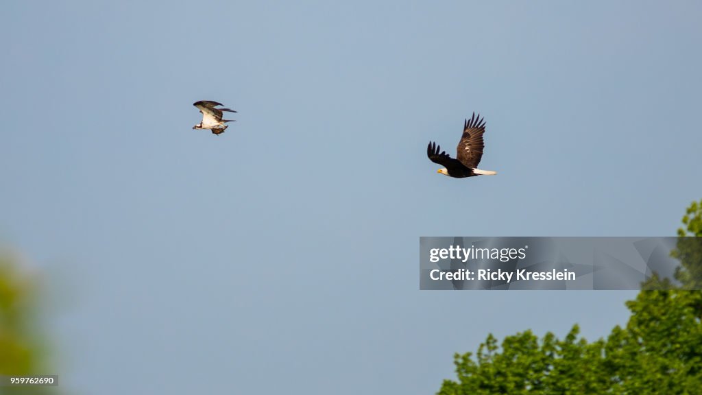 Bald Eagle Chasing An Osprey