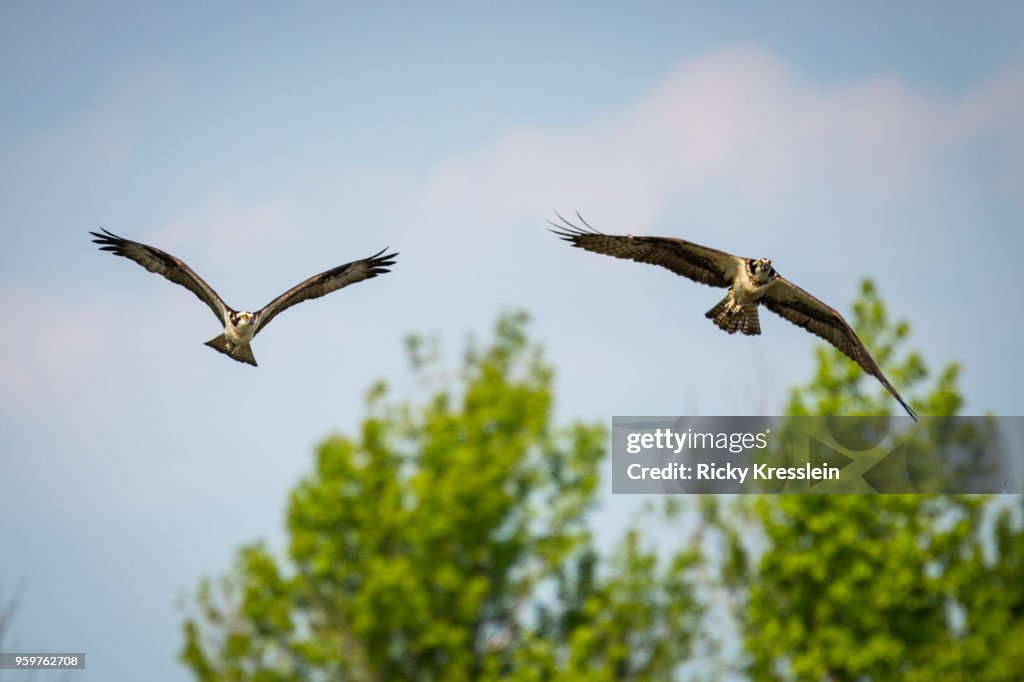 Two Osprey Flying Together