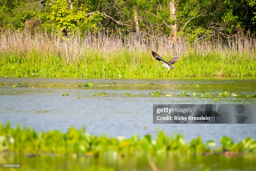 Osprey Fishing