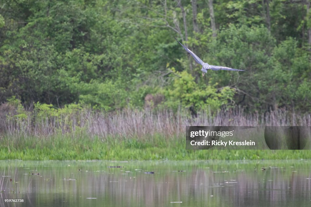 Great Blue Heron Flying