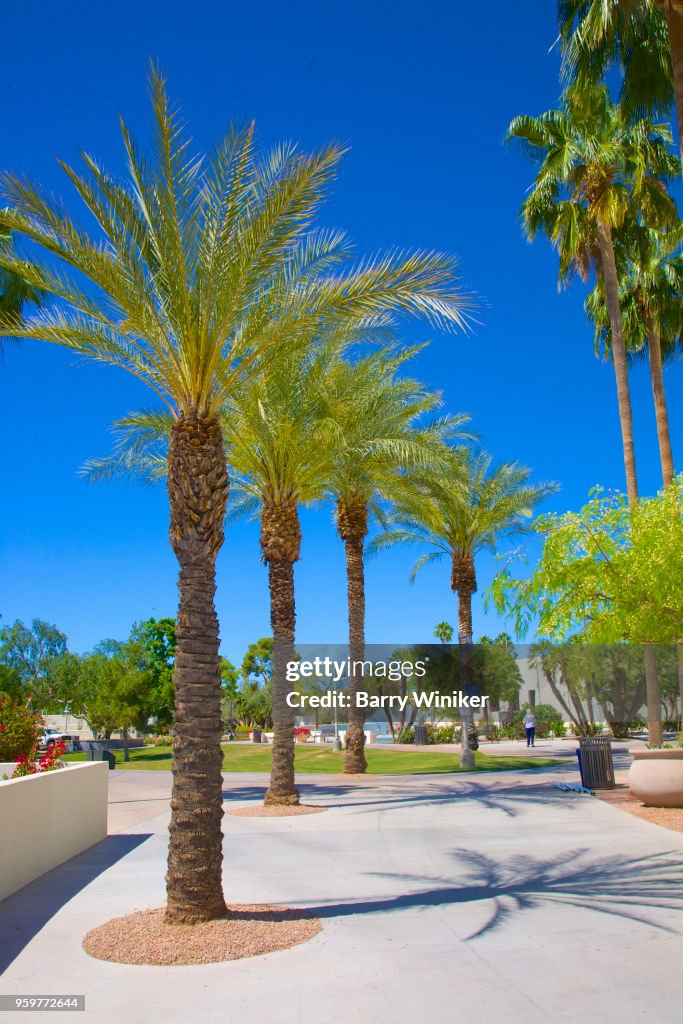 Row of palm trees in downtown park, Scottsdale, AZ