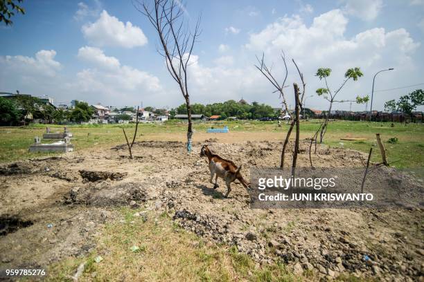 Goat is seen at a graveyard, where villagers filled in graves planned for individuals who were involved in the Surabaya suicide bombings, in...