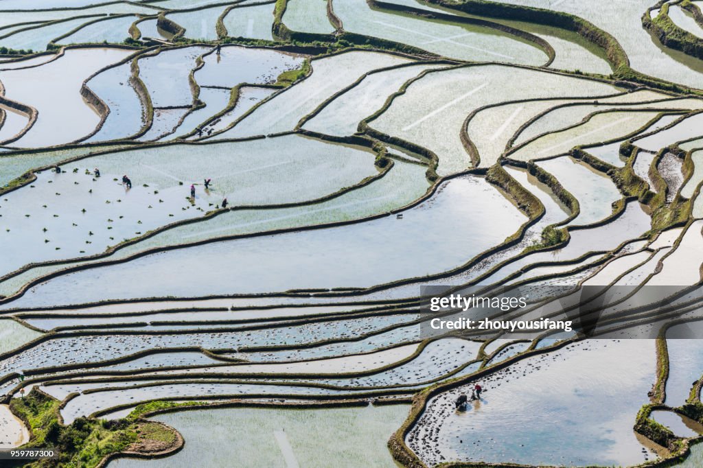 The farmer planted rice seedlings in the terraced fields