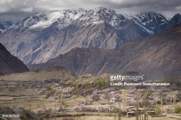 nagar valley in blossom or spring season, gilgit baltistan, pakistan - baltistan bildbanksfoton och bilder