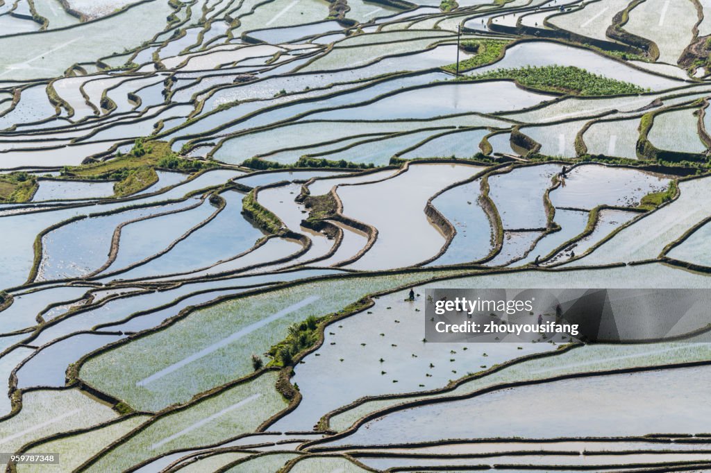 The farmer planted rice seedlings in the terraced fields