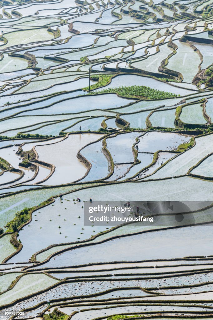 The farmer planted rice seedlings in the terraced fields