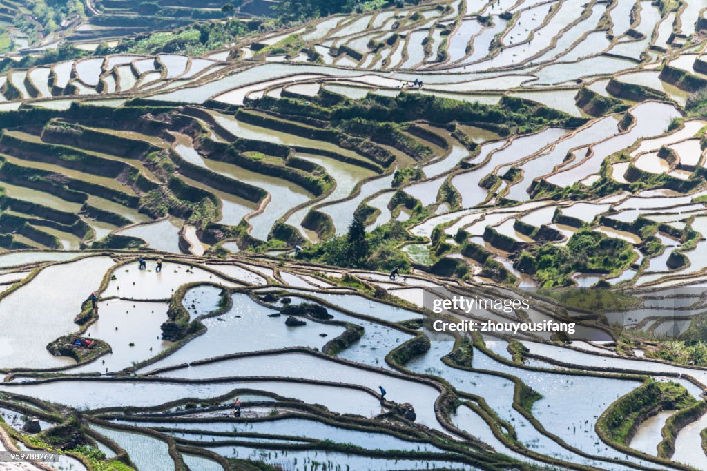 The farmer planted rice seedlings in the terrace