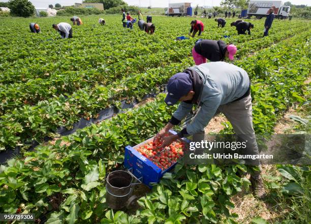 Hot coveted fruit - strawberry harvest near Bornheim in the Rhineland. Polish harvest helpers pick the strawberries.