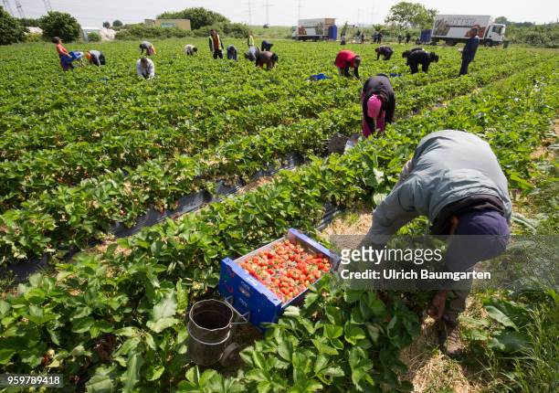 Hot coveted fruit - strawberry harvest near Bornheim in the Rhineland. Polish harvest helpers pick the strawberries.