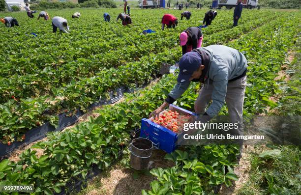 Hot coveted fruit - strawberry harvest near Bornheim in the Rhineland. Polish harvest helpers pick the strawberries.