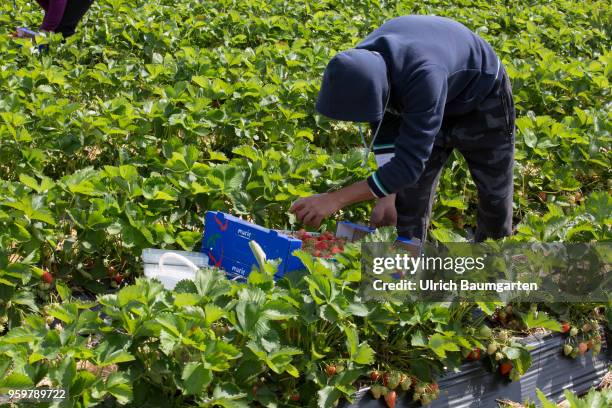 Hot coveted fruit - strawberry harvest near Bornheim in the Rhineland. Polish harvest helpers pick the strawberries.