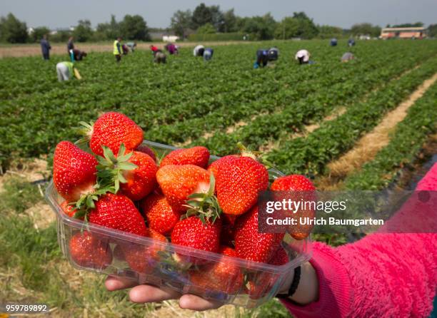 Hot coveted fruit - strawberry harvest near Bornheim in the Rhineland. Polish harvest helpers pick the strawberries. In the foreground a hand with a...