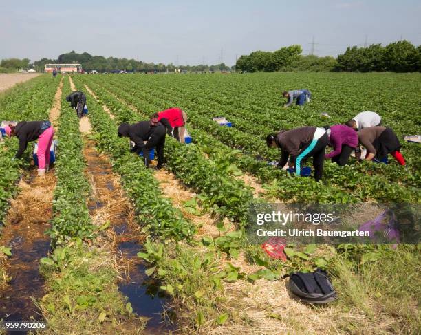 Hot coveted fruit - strawberry harvest near Bornheim in the Rhineland. Polish harvest helpers pick the strawberries.