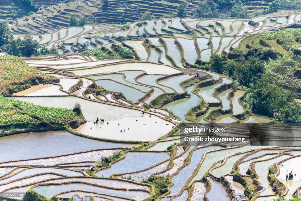 The farmer plow in the terraced fields