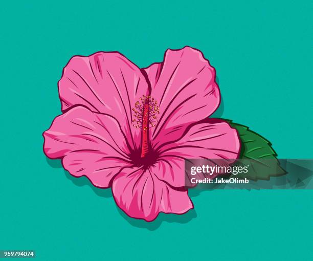 hibiskus hand gezeichnet - hibiscus stock-grafiken, -clipart, -cartoons und -symbole