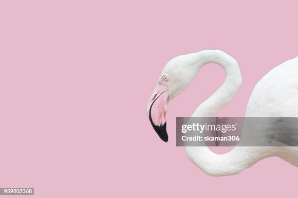 beautiful flamingo bird with pastel background - agua estancada fotografías e imágenes de stock