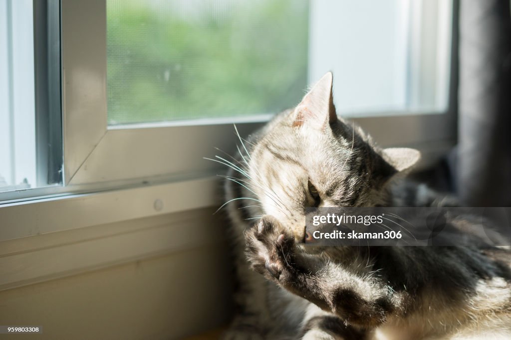 Kitten cat American short hair laydown on the floor