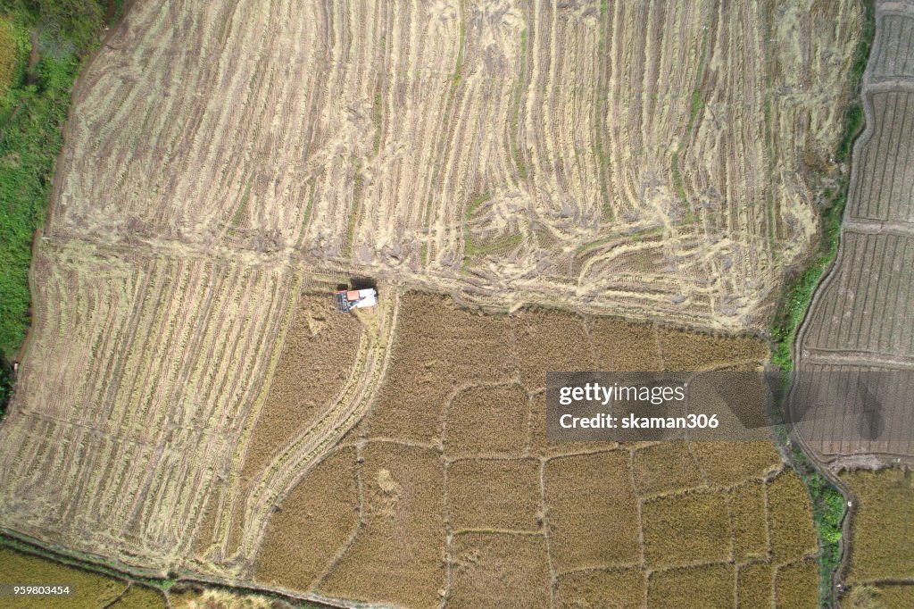 Aerial view of Combine harvester in action on wheat field. Harvesting